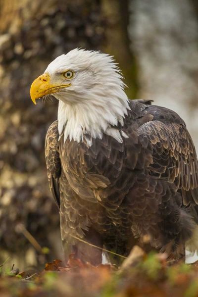 Alaska, Chilkat Preserve Bald eagle on ground